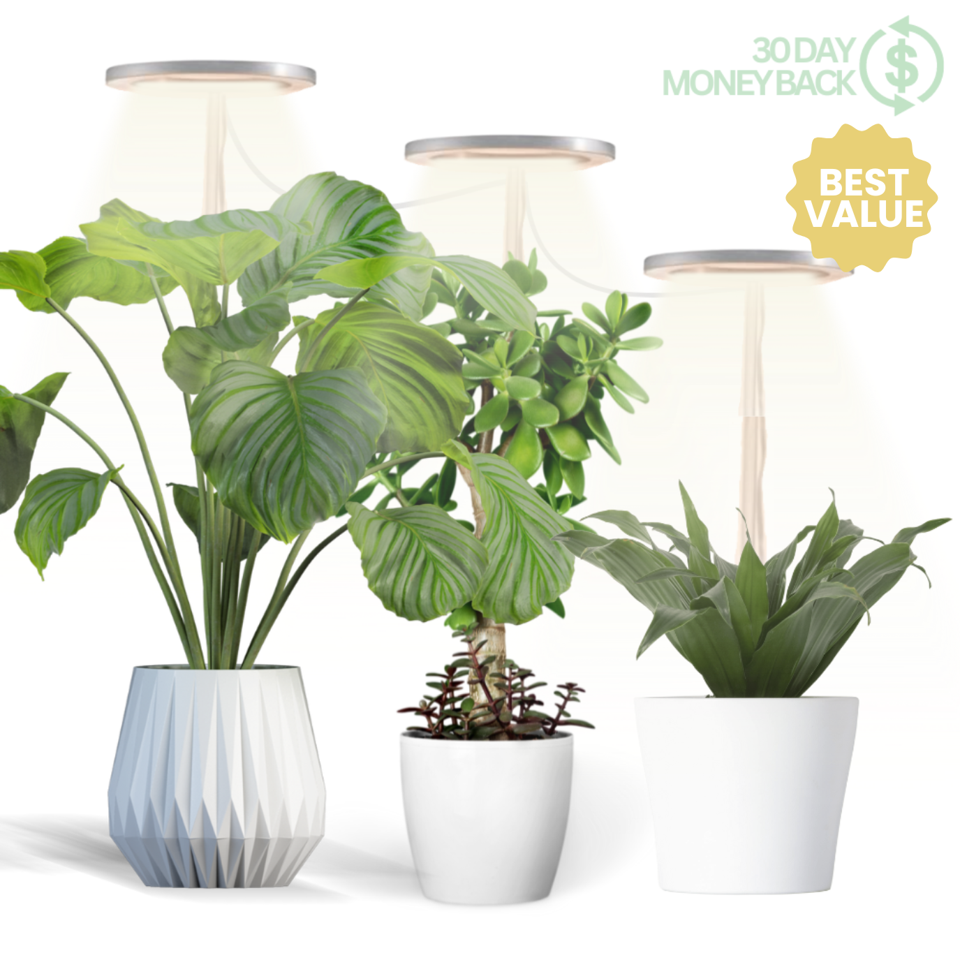 🪴💡The Plant Halo